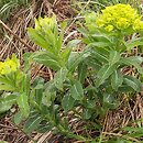 Euphorbia carpatica (wilczomlecz karpacki)