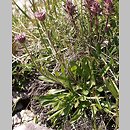 Erigeron hungaricus (przymiotno węgierskie)
