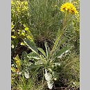 Senecio carniolicus (starzec kraiński)