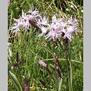 Dianthus speciosus (goździk okazały)
