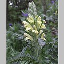 Pedicularis kaufmannii (gnidosz stepowy)