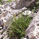 Sesleria tatrae (sesleria tatrzańska)