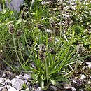Plantago atrata ssp. carpatica (babka górska)