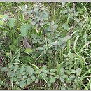 Cotoneaster tomentosus (irga kutnerowata)