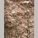 Achillea pannonica (krwawnik pannoński)