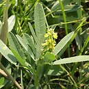 Melilotus dentata (nostrzyk ząbkowany)