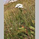 Achillea sudetica (krwawnik sudecki)