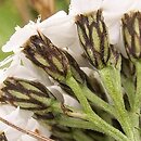 Achillea sudetica (krwawnik sudecki)