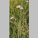 Scabiosa canescens (driakiew wonna)