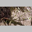 Saxifraga adscendens (skalnica dwuletnia)