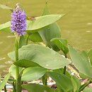 Pontederiaceae (rozpławowate)