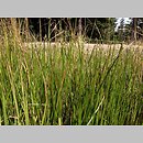 Eleocharis austriaca (ponikło austriackie)