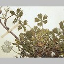 Potentilla demissa (pięciornik mały)