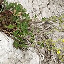 Potentilla thyrsiflora (pięciornik rozpierzchłokwiatowy)