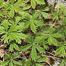 Potentilla wimanniana (pięciornik Wimanna)
