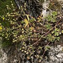 Potentilla collina agg. (pięciornik pagórkowy agg.)