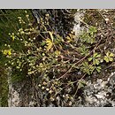 Potentilla collina s. str. (pięciornik pagórkowy)