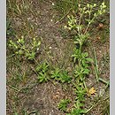 Potentilla intermedia (pięciornik pośredni)