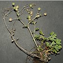 Potentilla leucopolitana (pięciornik jedwabisty)
