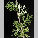 Potentilla tenuiloba (pięciornik wąskolistkowy)