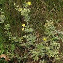 Potentilla inclinata (pięciornik siwy)
