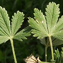 Potentilla leucopolitanoides (pięciornik belgradzki)