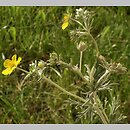 Potentilla dissecta (pięciornik wciętolistkowy)