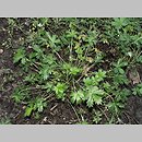 Potentilla decumbens (pięciornik rozpostarty)