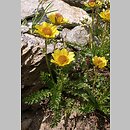 Geum reptans (kuklik rozesłany)
