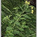 Astragalus penduliflorus (traganek zwisłokwiatowy)