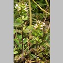 Euphrasia tatrae (świetlik tatrzański)