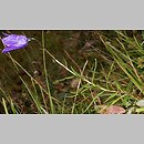 Campanula scheuchzeri (dzwonek Scheuchzera)