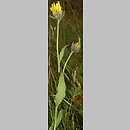 Hieracium villosum (jastrzębiec kosmaty)