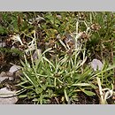Gnaphalium hoppeanum (szarota Hoppego)