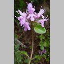 Thymus pulcherrimus (macierzanka nadobna)