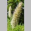 Phleum rhaeticum (tymotka halna)