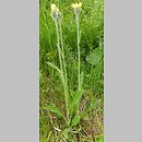Hieracium fritzei agg. (jastrzębiec Fritzego)