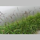 Trisetum fuscum (konietlica karpacka)