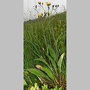 Crepis mollis s.str. (pępawa miękka)