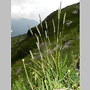 Phleum hirsutum (tymotka Michela)