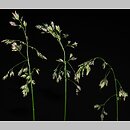 Poa granitica (wiechlina granitowa)