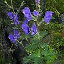 Aconitum maninense (tojad kosmaty)