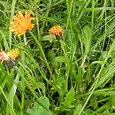 Crepis aurea (pępawa złota)