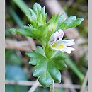 Euphrasia exaristata (świetlik bezostny)