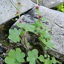 Saxifraga cernua (skalnica zwisła)