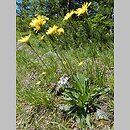 Leontodon incanus (brodawnik szary)