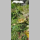 Achillea stricta (krwawnik wyprostowany)