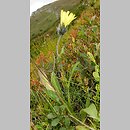 Hieracium pinetophilum