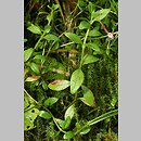 Epilobium nutans (wierzbownica zwieszona)