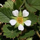 Potentilla sterilis (pięciornik płonny)